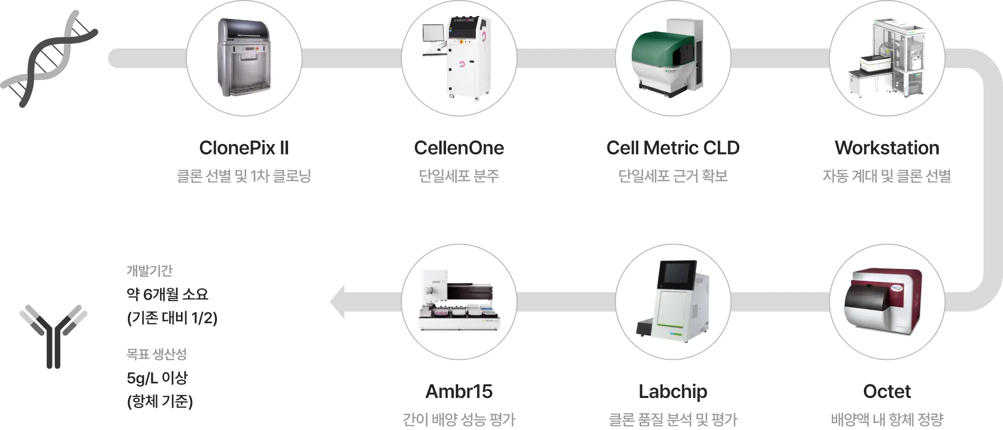 [ClonePix II] 클론 선별 및 1차 클로닝 > [CellenOne] 단일세포 분주 > [Cell Metrix CLD] 단일세포 근거 확보 > [Workstation] 자동 계대 및 클론 선별 > [Octet] 배양액 내 항체 정량 > [Labchip] 클론 품질 분석 및 평가 > [Ambr15] 간이 배양 성능 평가 > -개발기간: 약 6개월 소요 (기존 대비 1/2) -목표 생산성: 5g/L 이상 (항체 기준)