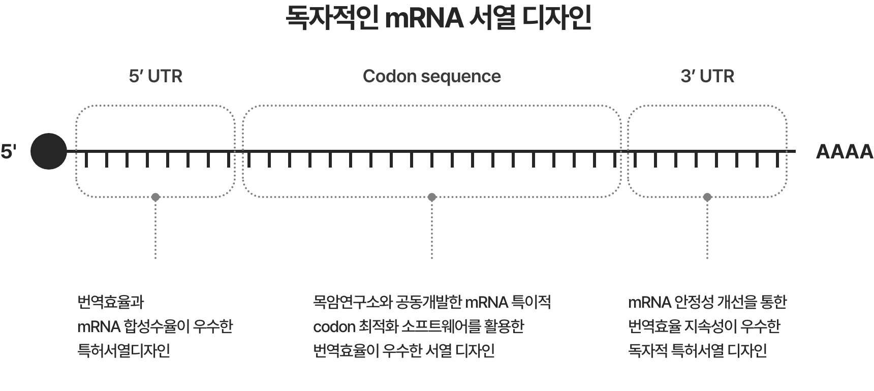 <독자적인 서열 디자인> 5’ UTR - 번역효율과 mRNA 합성수율이 우수한 특허서열디자인 / Codon sequence - 목암연구소와 공동개발한 mRNA 특이적 codon 최적화 소프트웨어를 활용한 번역효율이 우수한 서열 디자인 / 3’ UTR - mRNA 안정성 개선을 통한 번역효율 지속성이 우수한 독자적 특허서열 디자인