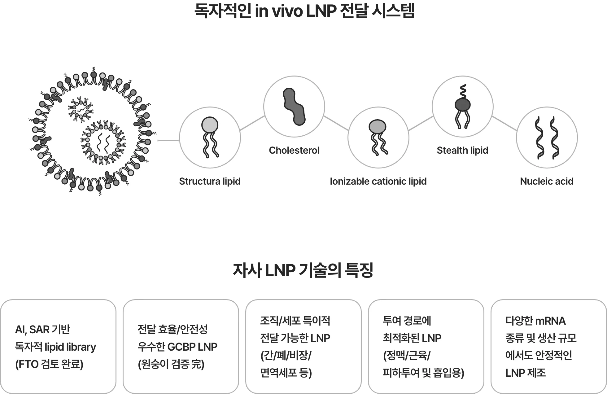 <독자적인 in vivo LNP 전달 시스템> Structura lipid - Cholesterol - Ionizable cationic lipid - Stealth lipid - Nucleic acid <자사 LNP 기술의 특징> AI, SAR 기반 독자적 lipid library (FTO 검토 완료), 전달 효율/안전성 우수한 GCBP LNP (원숭이 검증 完), 조직/세포 특이적 전달 가능한 LNP (간/폐/비장/면역세포 등), 투여 경로에 최적화된 LNP (정맥/근육/피하투여 및 흡입용), 다양한 mRNA 종류 및 생산 규모에서도 안정적인 LNP 제조